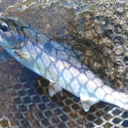 平谷湖フィッシングスポットでサクラマスを狙う